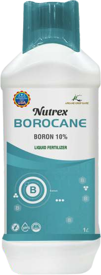 Nutrex - Borocane
